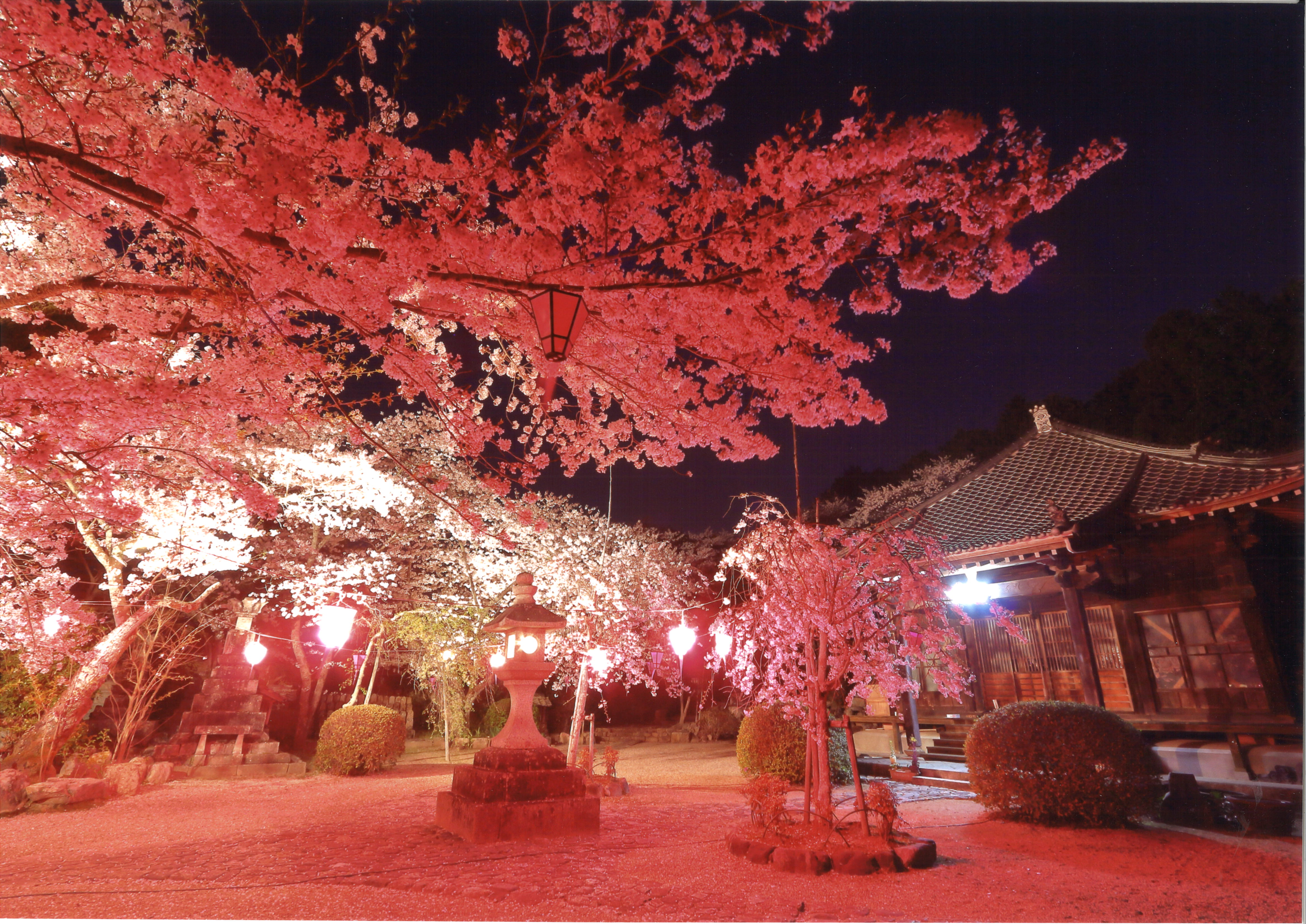 夜桜お七が住む世界